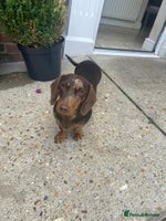 Miniature Dachshund dogs - Advert 3