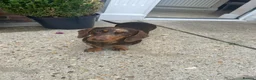 Miniature Dachshund dogs for sale: Miniature dachshunds  - Advert 4
