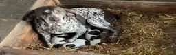 German Shorthaired Pointer dogs for sale: Choice of two sisters  - Advert 3