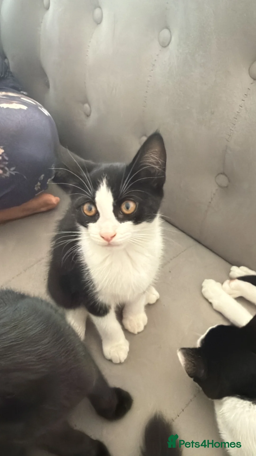 Tiffanie cats for sale: Domestic kittens - Advert 2