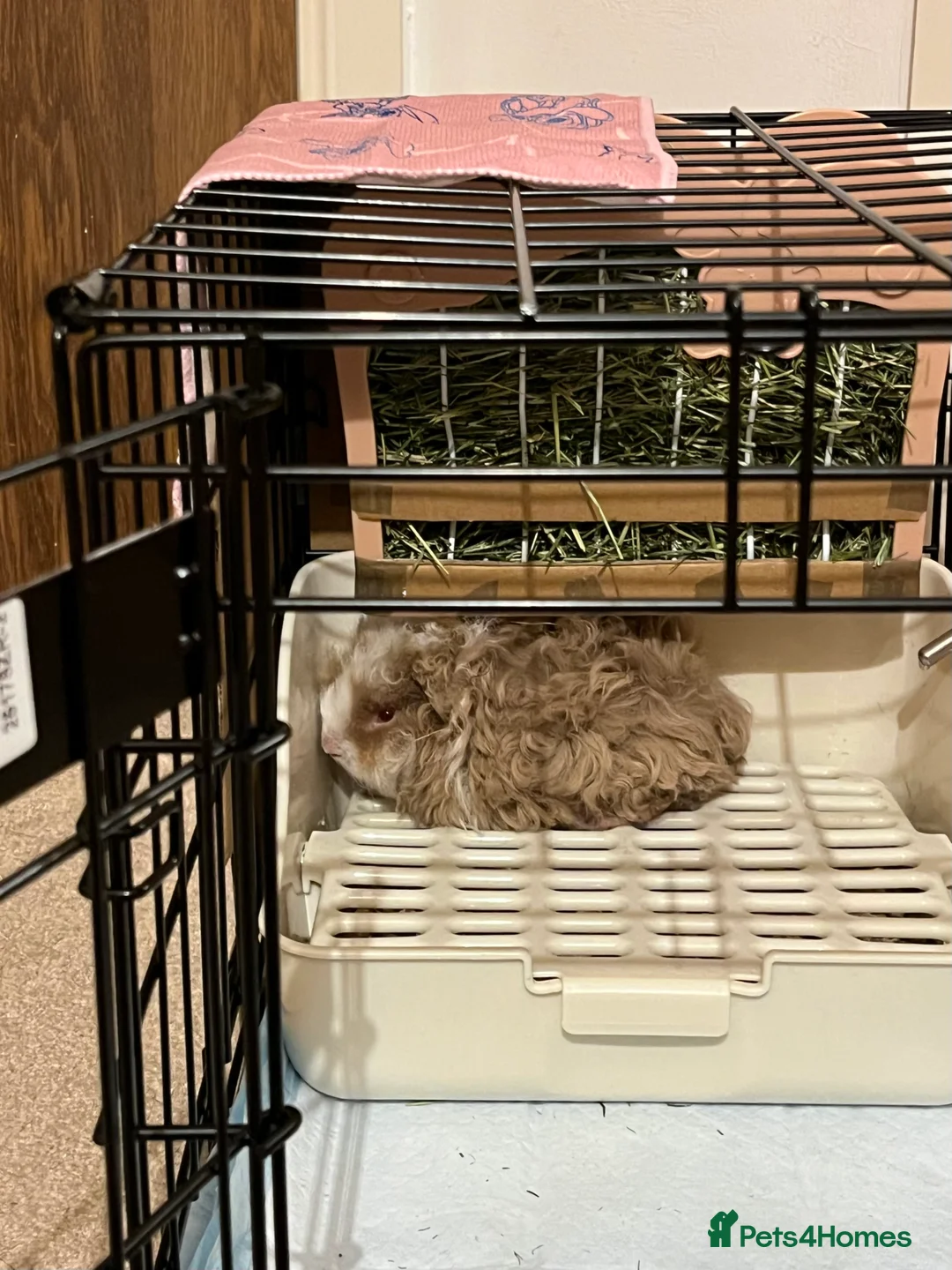 Guinea Pig rodents for sale: Baby Lunkarya boy in Leeds - Advert 1