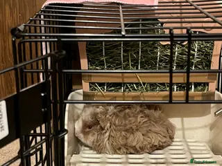 Guinea Pig rodents Baby Lunkarya boy in Leeds - Advert 7