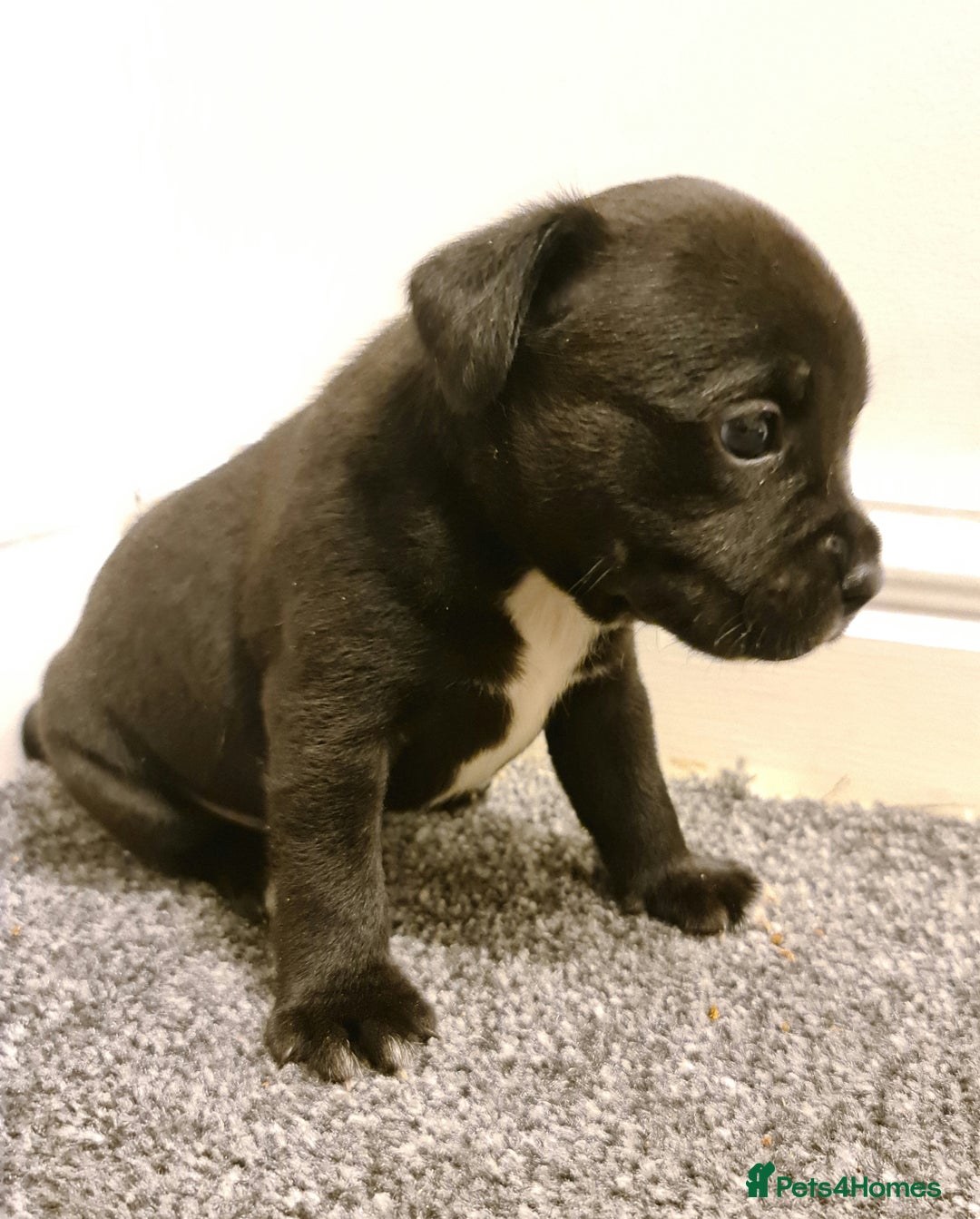 Staffordshire Bull Terrier dogs for sale: Adorable KC champion bred black staffy puppy's  - Advert 30