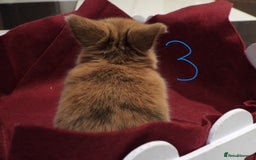 Mini Lop rabbits for sale: Adorable Purebred Mini Lop Babies - Image 13