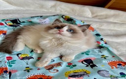 Ragdoll cats for sale: GCCF, They are ready for their new home. - Image 31