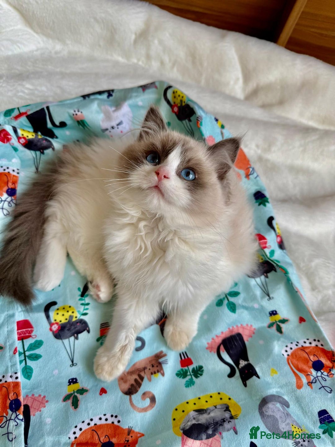 Ragdoll cats for sale: GCCF, They are ready for their new home. - Image 31