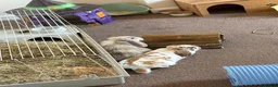 Mixed Breed rabbits for sale: Beautiful bonded rabbit pair in Cradley Heath - Advert 6