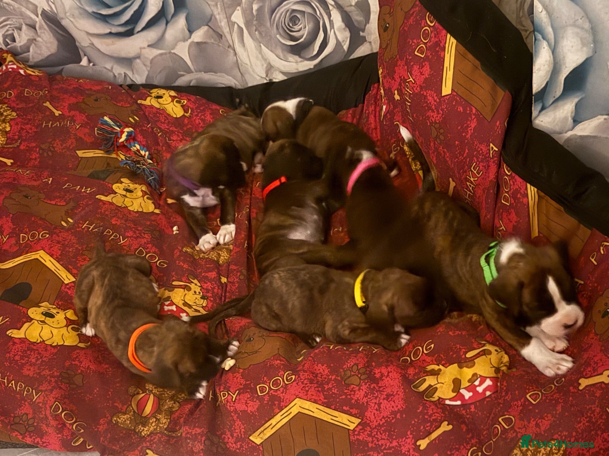 Boxer dogs Gorgeous K.C boxer pups for sale - Advert 1