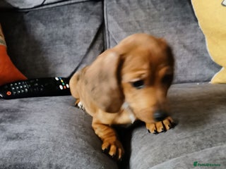 Dachshund dogs Unusual colour beautiful miniature dachshound pups - Advert 8