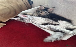 Maine Coon cats for sale: Lintons Pride Maine Coon Kittens. Ready Now - Image 4