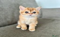 British Shorthair cats for sale: ‼️‼️BSH Chocolate Golden Shaded 1 BOY - Image 2
