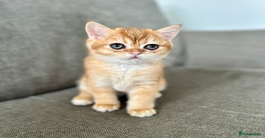 British Shorthair cats - Advert 12