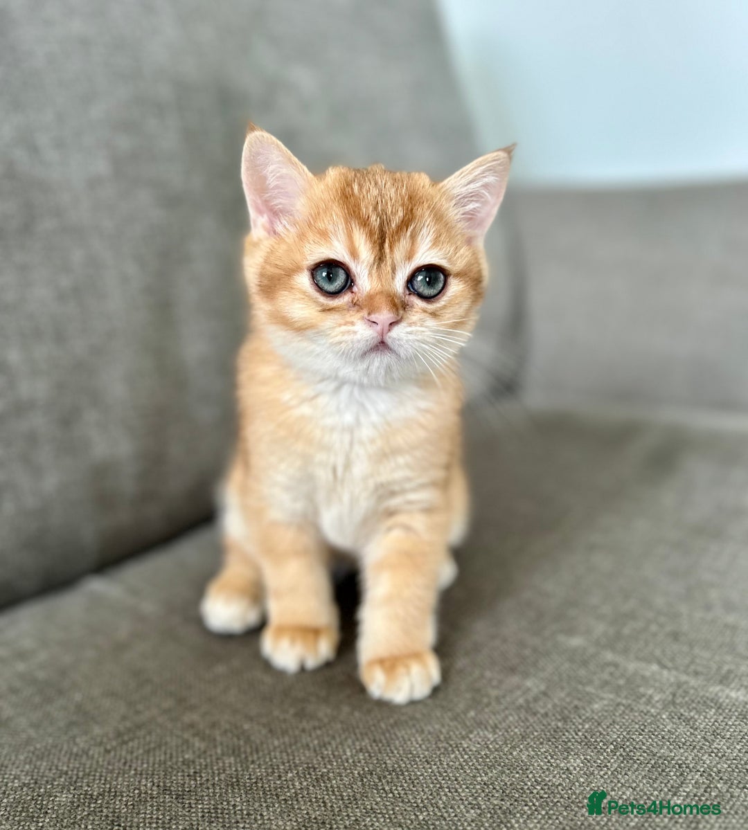 British Shorthair cats for sale: ‼️‼️BSH Chocolate Golden Shaded 1 BOY - Image 2