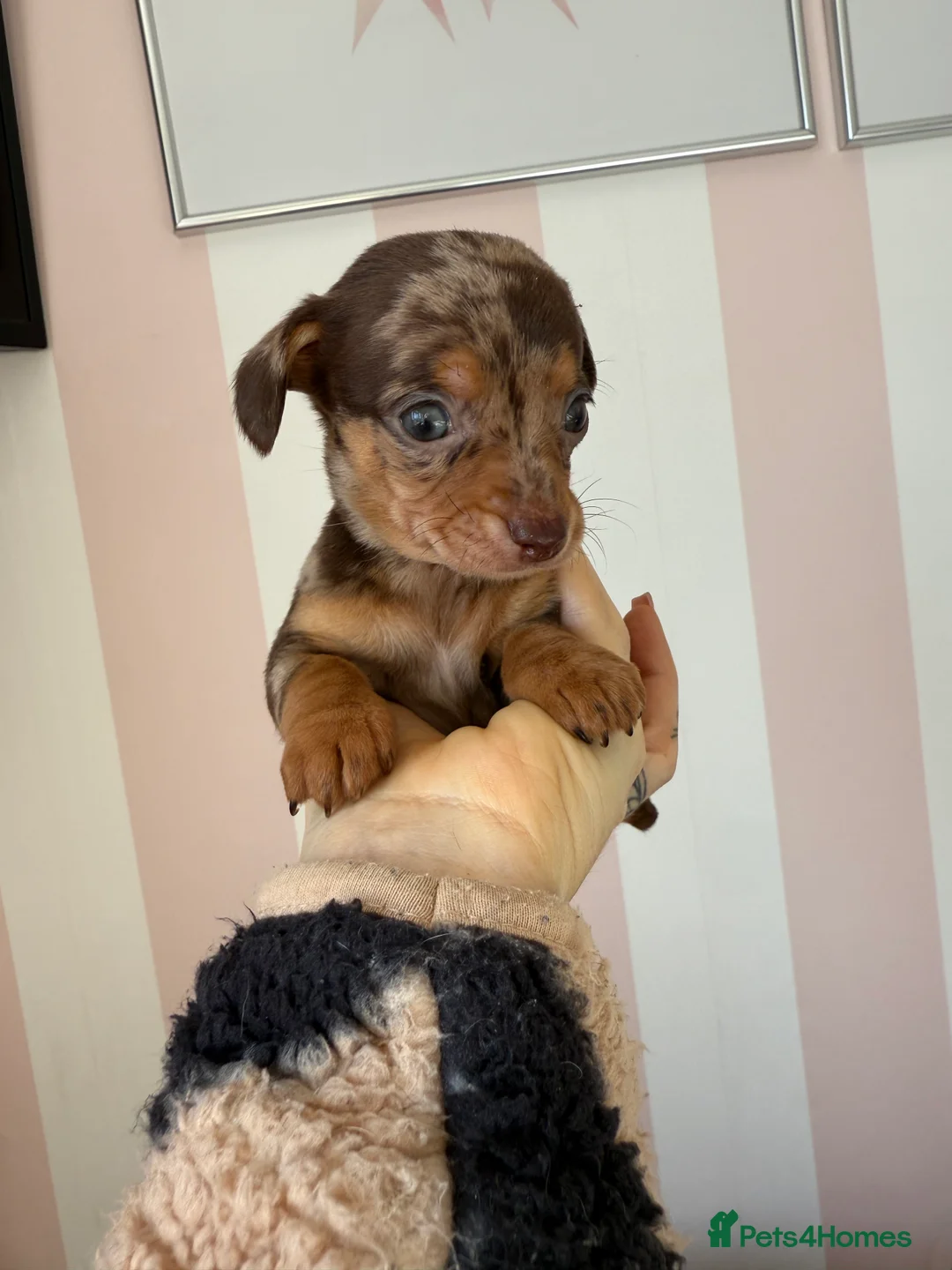 Chiweenie dogs for sale: Beautiful Dapple and lilac mixed Chweenie pups  - Advert 2