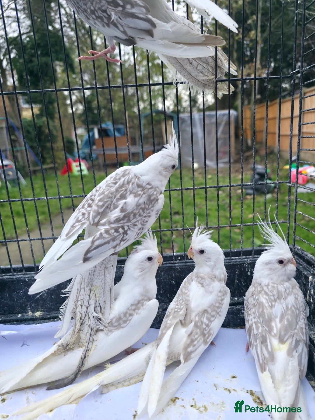 Cockatiels birds for sale: Silly hand tamed baby cockatiels for sale  - Advert 7