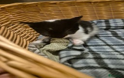 Domestic Shorthair cats for sale: 2 black and white kittens, 1 all black Female - Advert 13