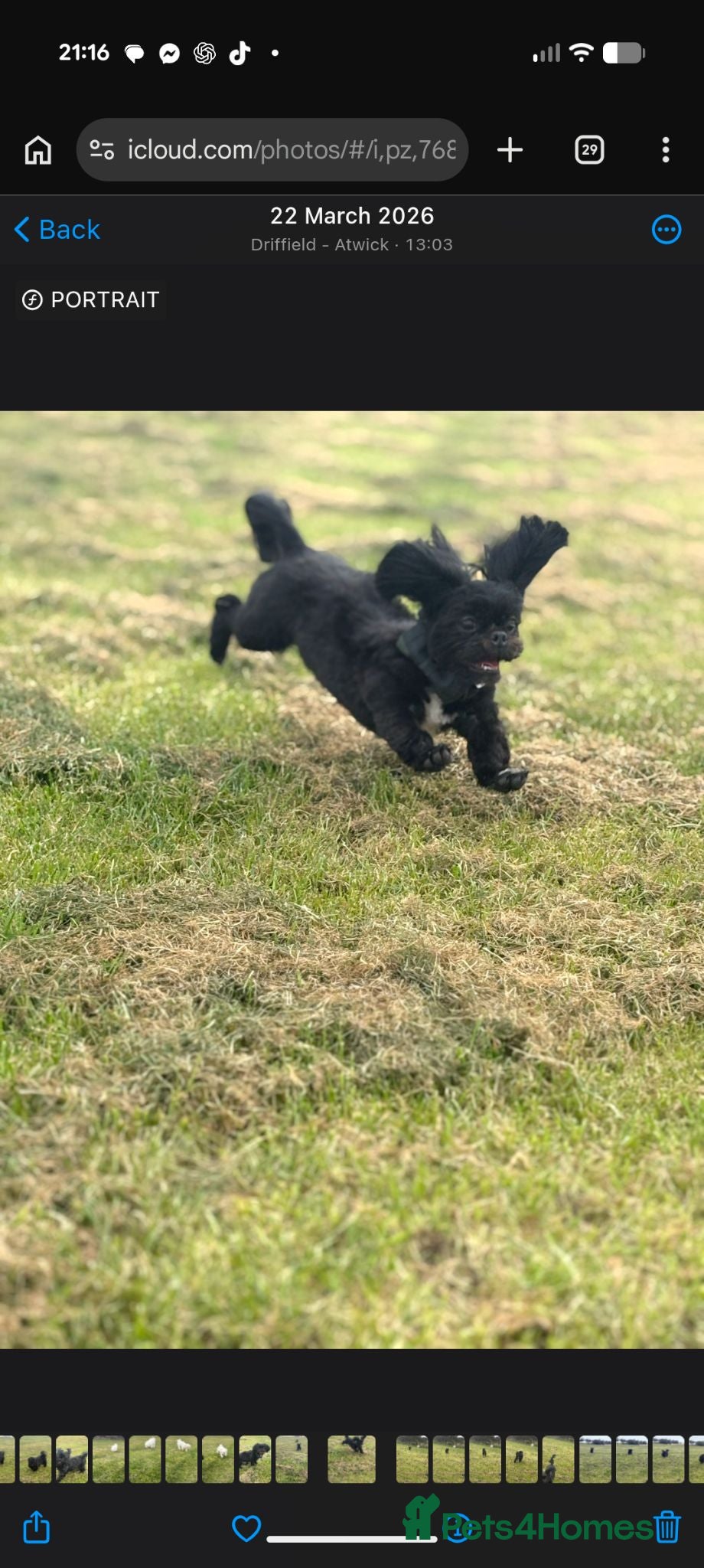Shih Tzu dogs Bruce 8 month old - Advert 2