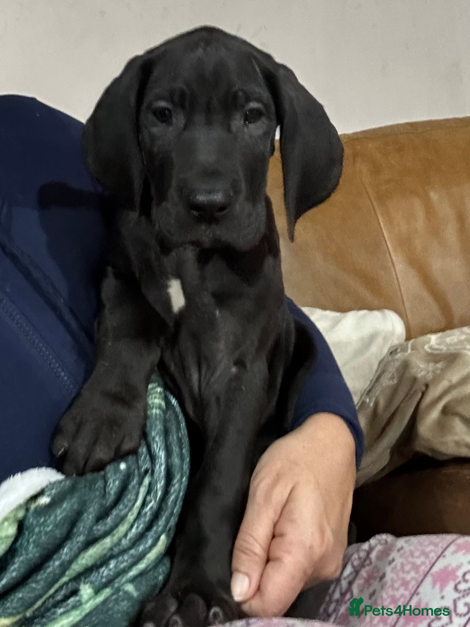 Great Dane dogs Stunning Great Dane Puppies, 4th generation  - Advert 3