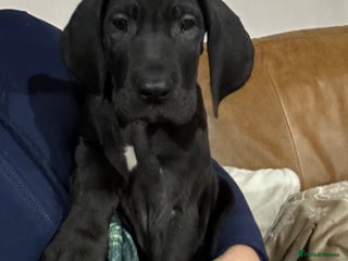 Great Dane dogs Stunning Great Dane Puppies, 4th generation - Advert 3