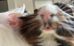 Guinea Pig rodents for sale: 2 Bonded Male Guinea Pigs  - Image 7