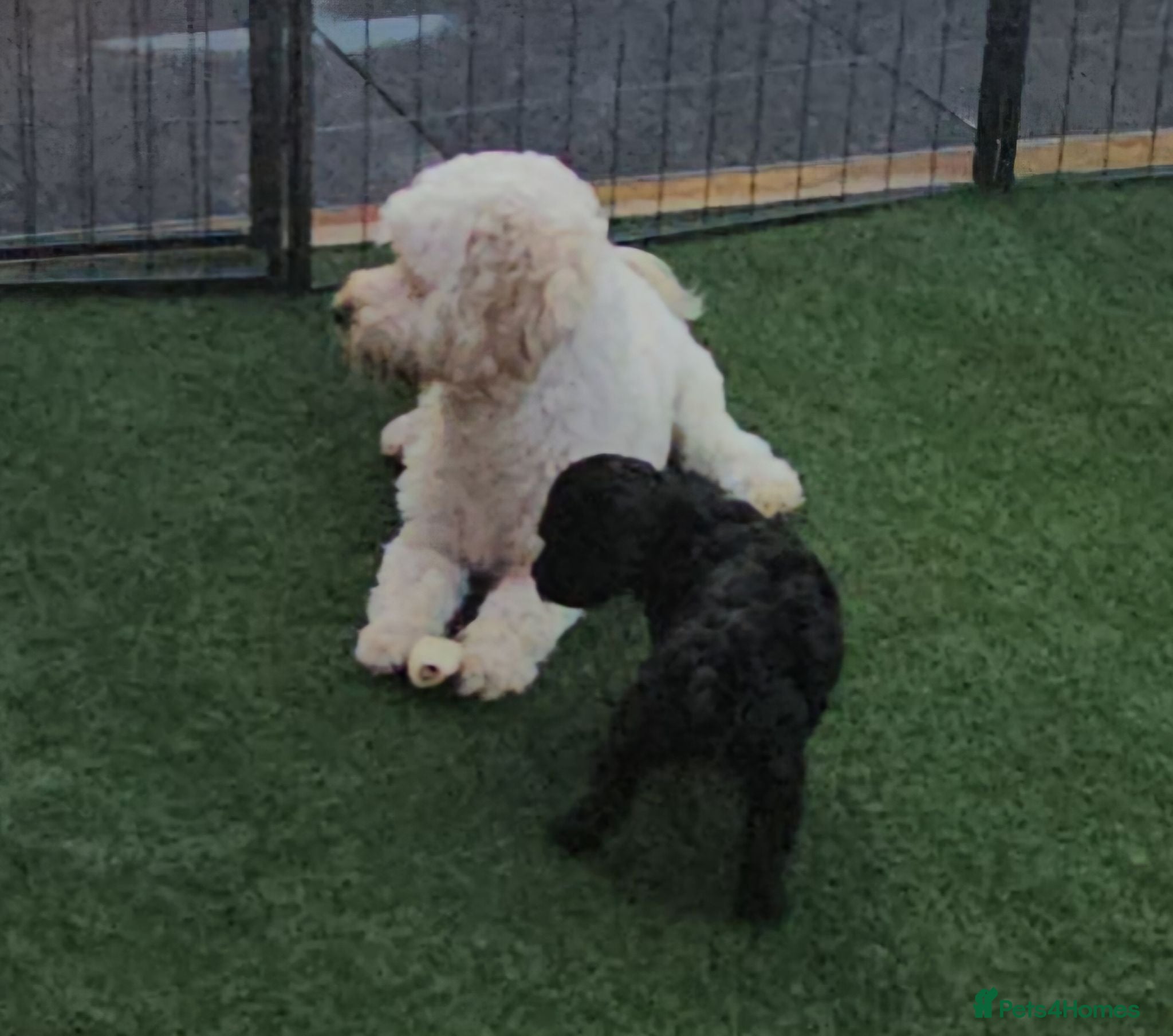Cockapoo dogs Pretty little princess. - Advert 1