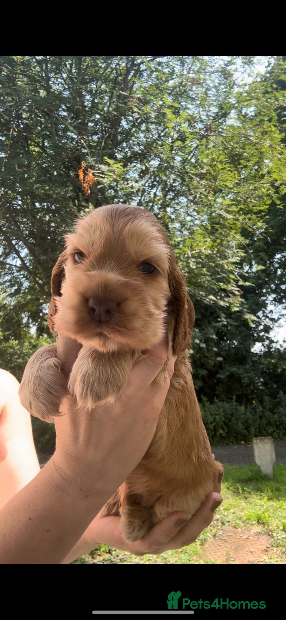 Cocker Spaniel dogs KC Registered Sable Show cocker spaniels  - Advert 2