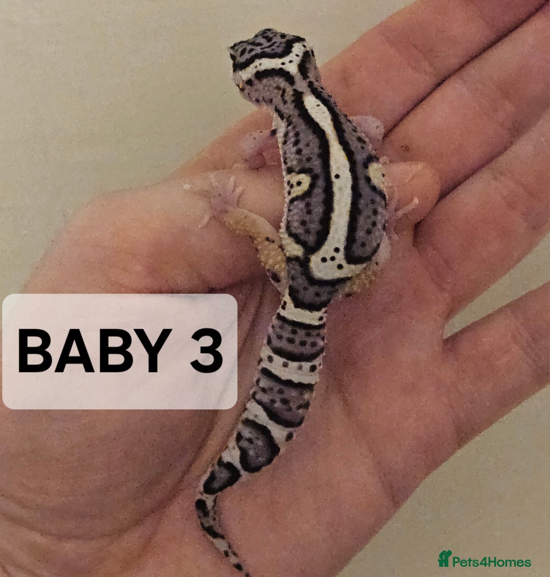 Leopard Gecko reptiles for sale: Home bred leopard geckos  - Image 2