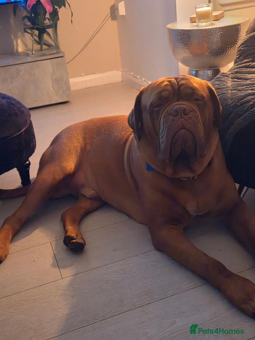 Dogue De Bordeaux dogs for stud: Big Dougie for Stud - Advert 6