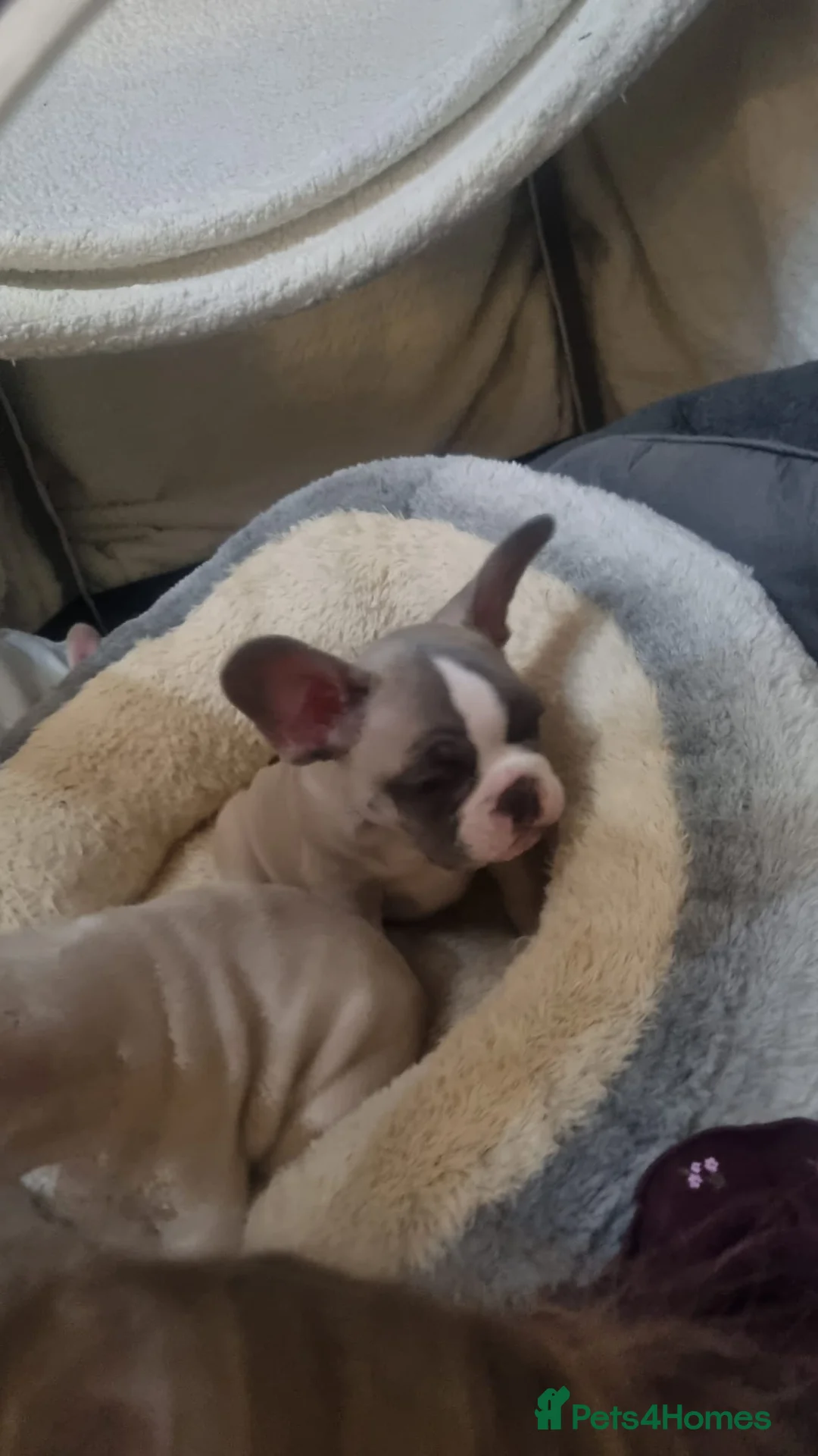 French Bulldog dogs for sale: DWKC Registered Puppies – Health Tested  - Advert 36
