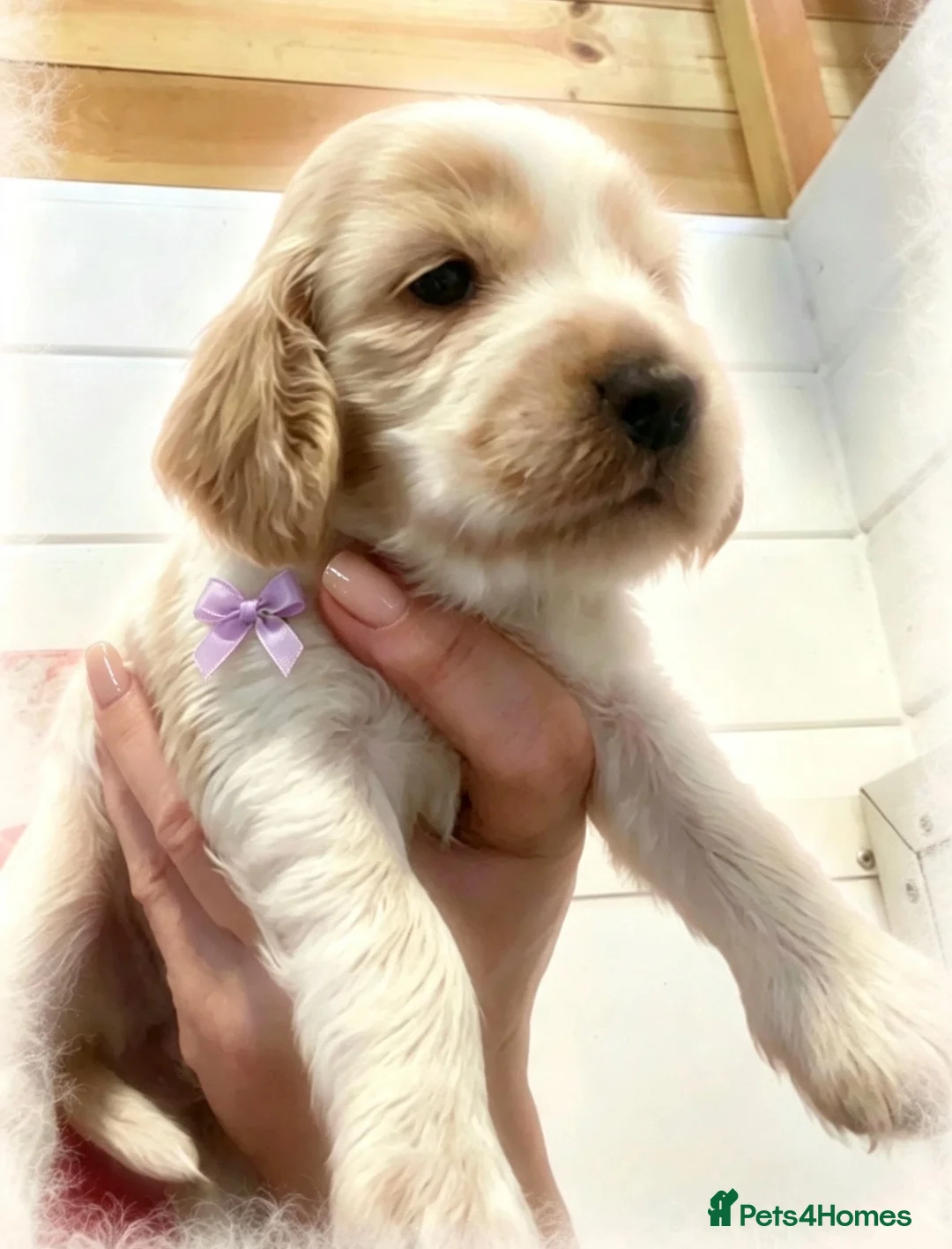 Cocker Spaniel dogs for sale: Pedigree Show Cockers - Advert 24