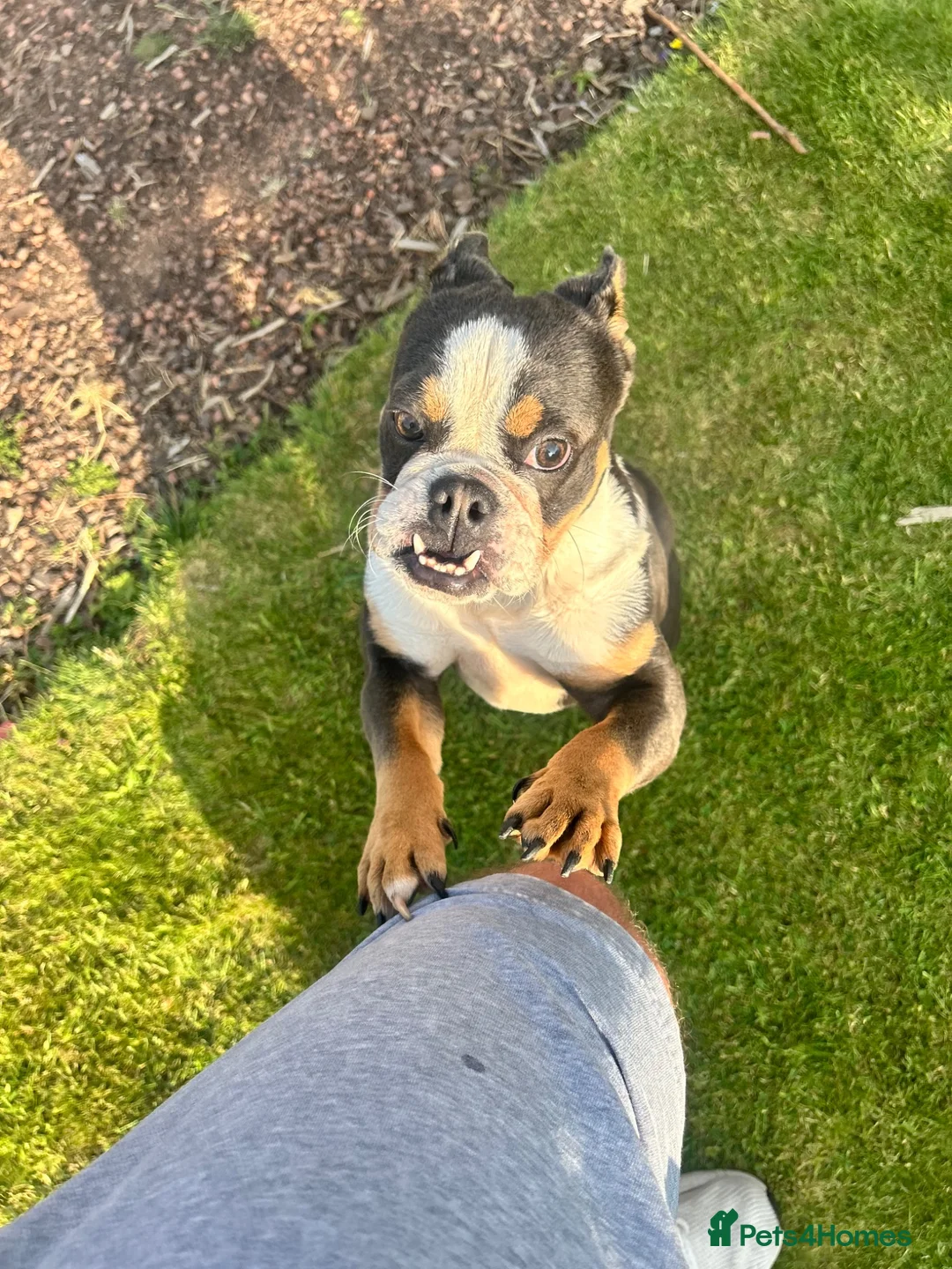 English Bulldog dogs for sale: 1year old English bulldog bitch in Bury - Advert 8