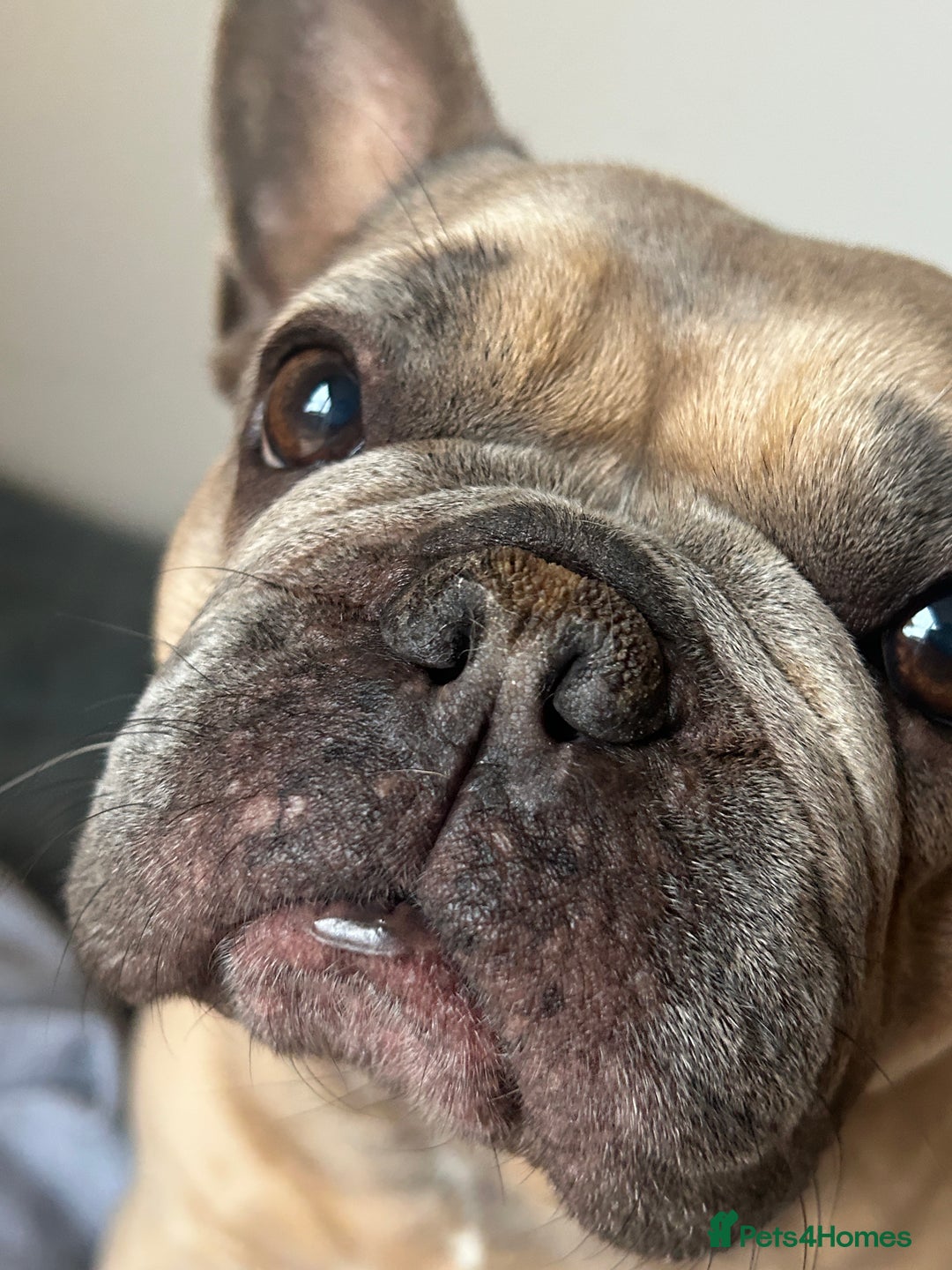 French Bulldog dogs for sale: French bulldog girl for rehome - Advert 4