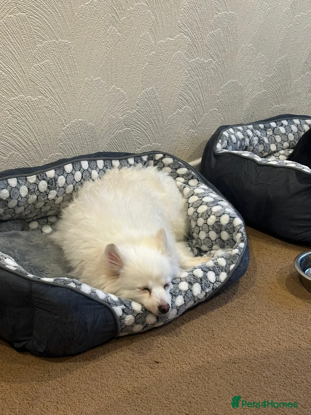 Japanese Spitz dogs for adoption: Bella 5 year old spitz Korean meat trade survivor  - Advert 4