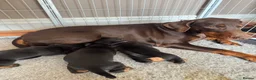 Dobermann dogs for sale: 3 chunky Dobermans puppies  - Advert 5