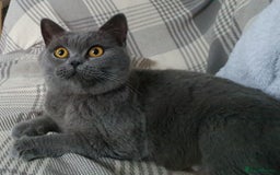 British Shorthair cats for sale: Boy and girl available  - Image 8