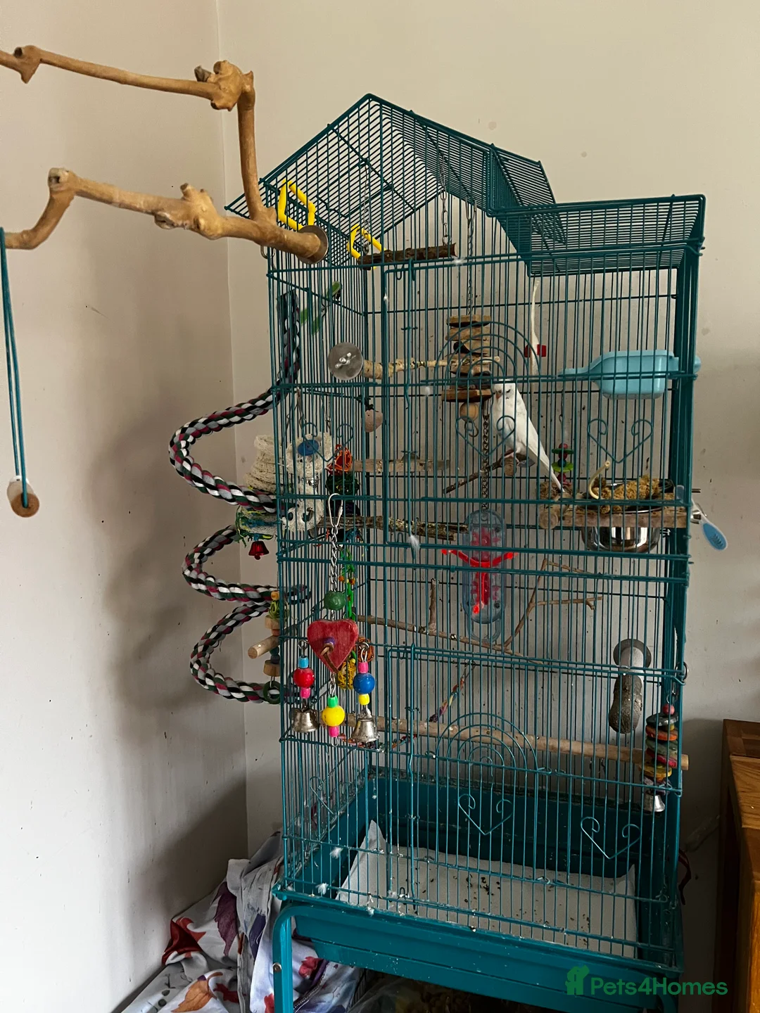 Budgerigars birds for sale: Blue and White male budgie - Advert 2