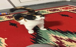 Mixed Breed cats for adoption: Carmen for adoption - Advert 7