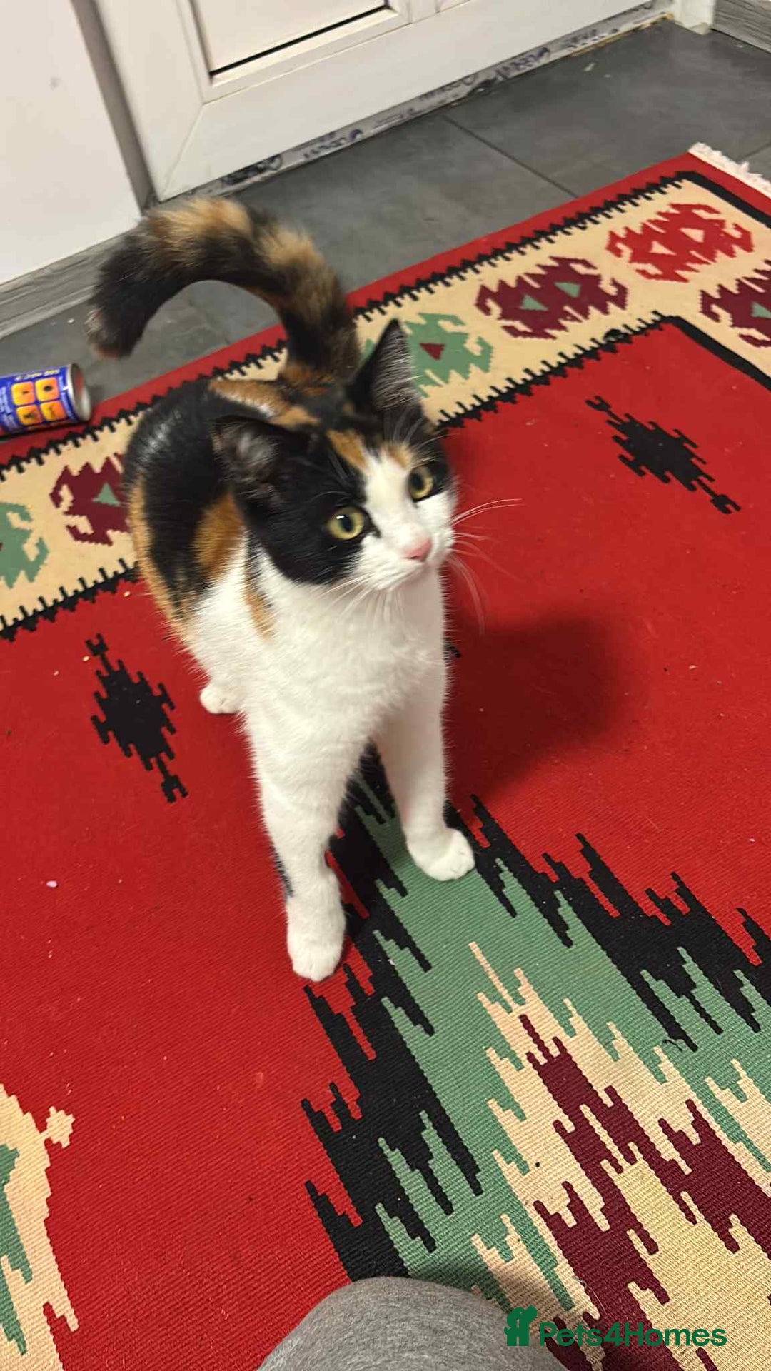 Mixed Breed cats for adoption: Carmen for adoption - Advert 7