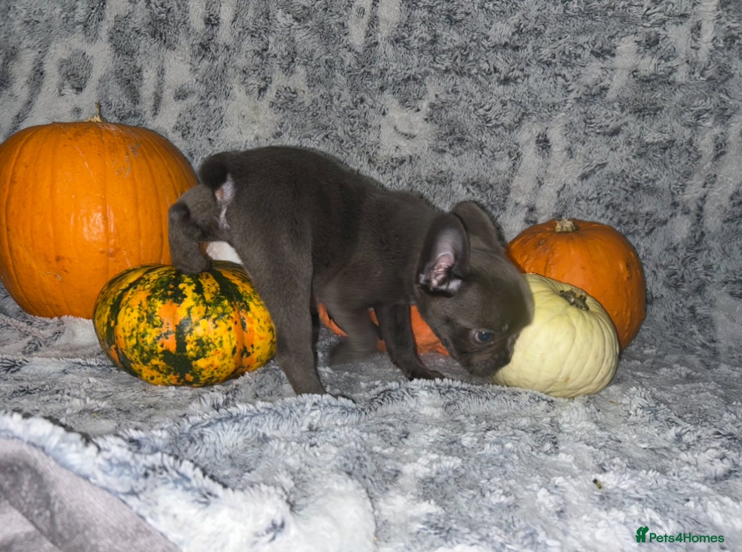 French Bulldog dogs for sale: French Bulldog pups - Advert 16