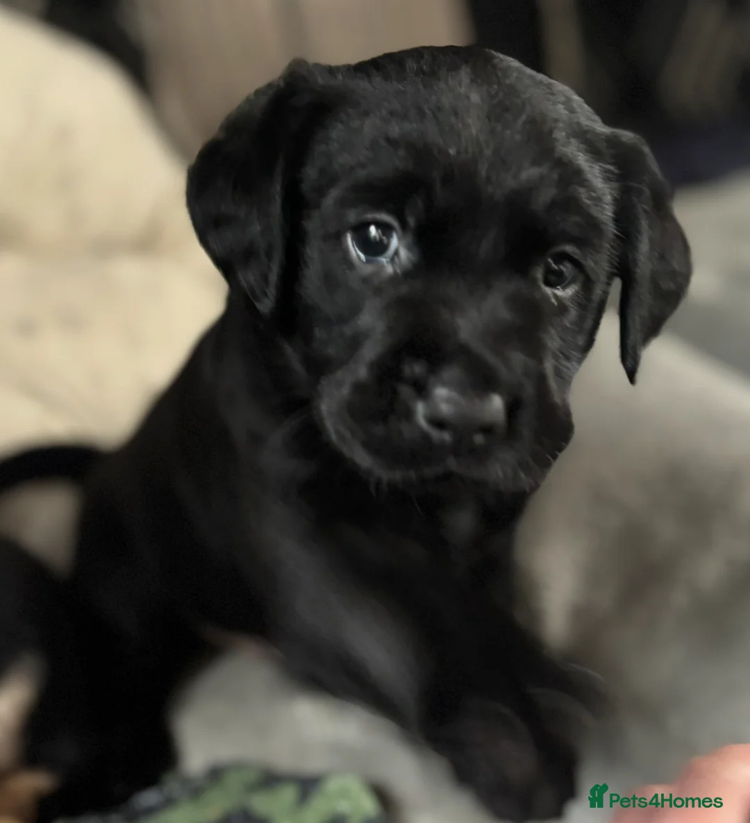 Goldador dogs for sale: Stunning Black Lab/Golden Retriever Puppies - Advert 34
