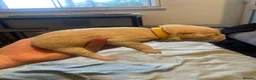 Mixed Breed dogs for sale: Frenchy X Cockapoo in Boston - Advert 9