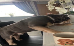 Mixed Breed dogs for sale: Beautiful freelance bulldogs  - Advert 7