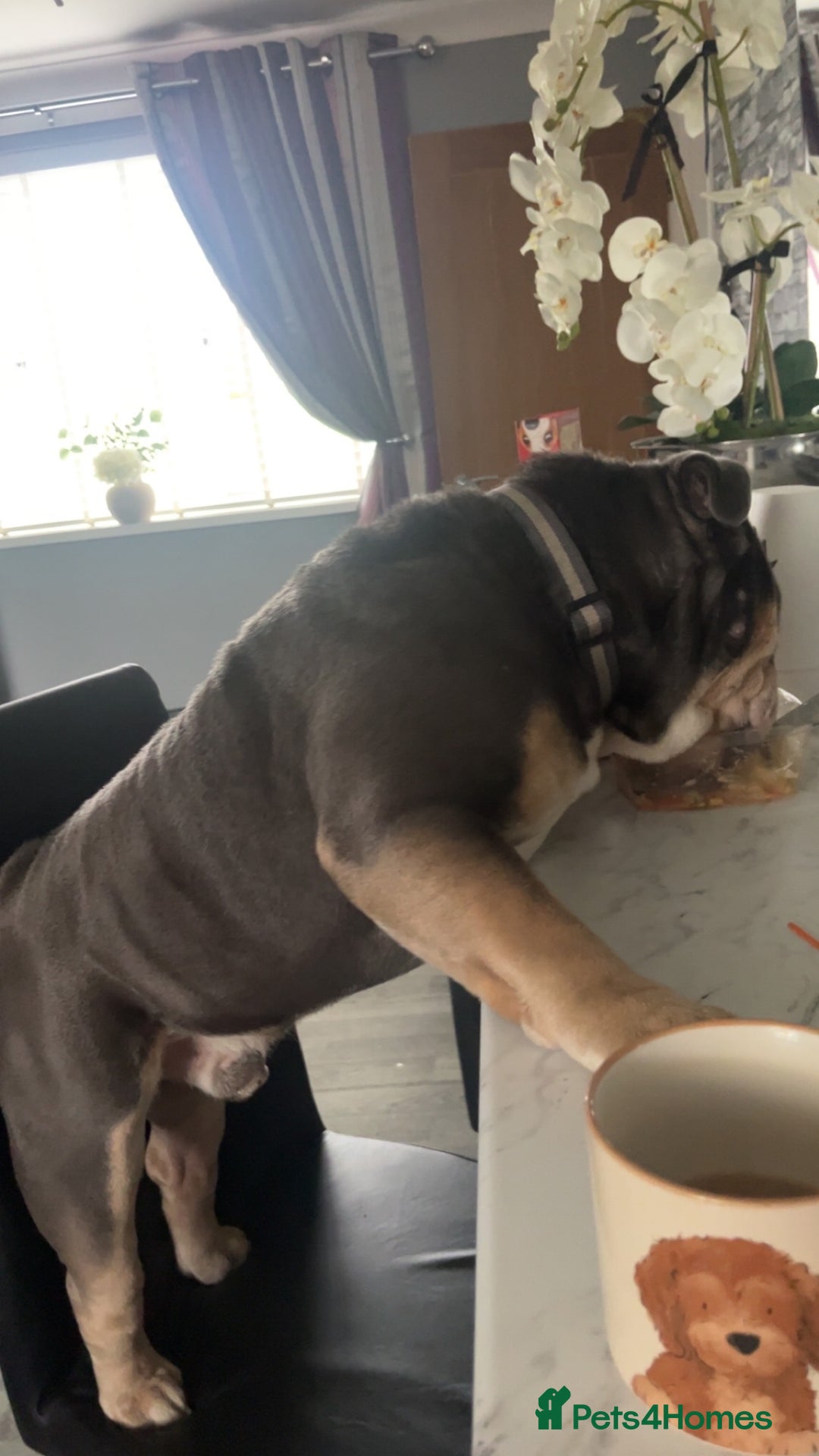 Mixed Breed dogs for sale: Beautiful freelance bulldogs  - Advert 7