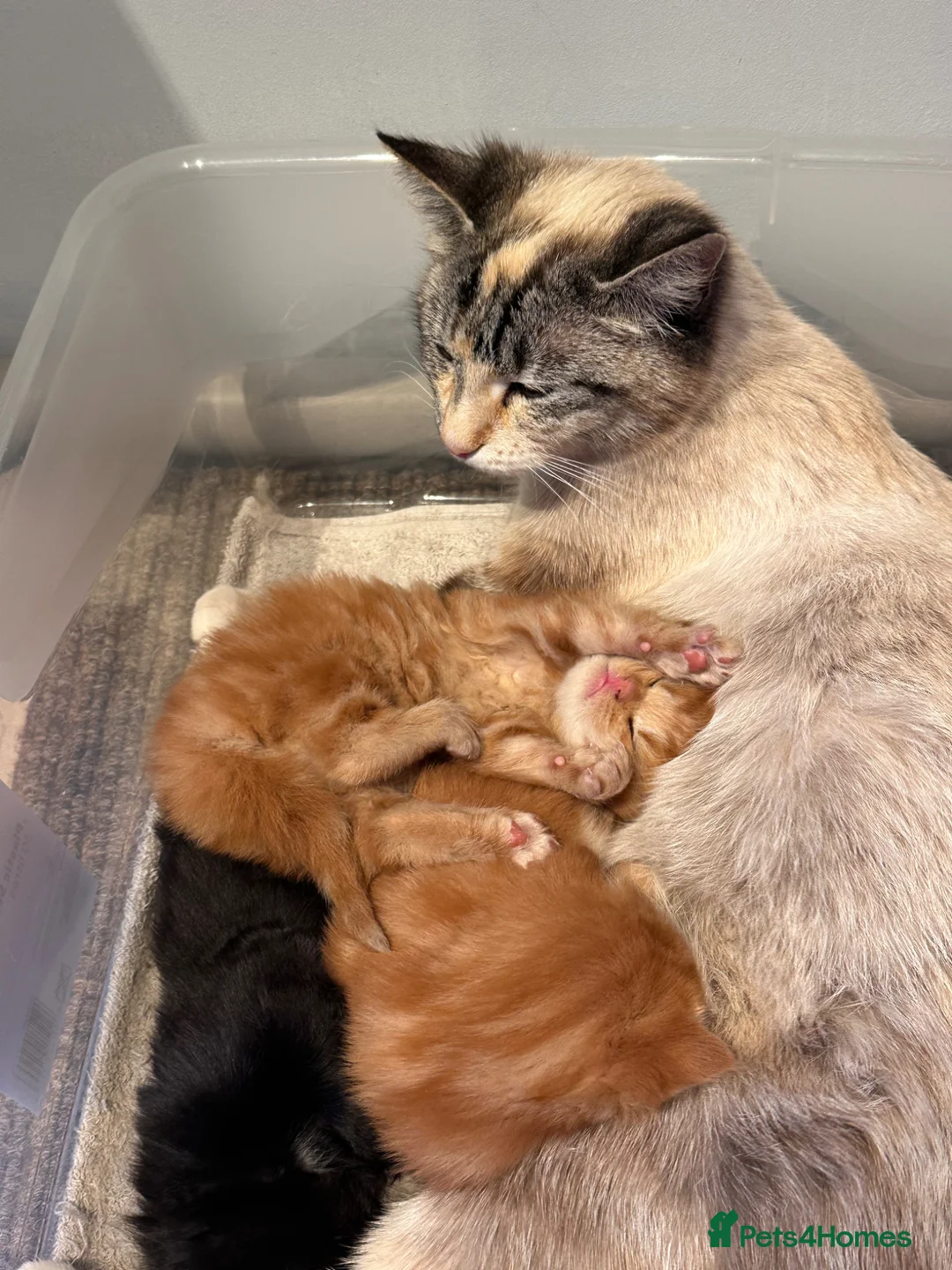 Mixed Breed cats for sale: 1 super fluffy ginger male kitten available  in Dagenham - Advert 5