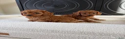 Cavapoo dogs for sale: DNA tested Dark red F1 cavapoo pups  - Advert 3