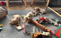 Cocker Spaniel dogs for sale: Beautiful gold cocker puppies - Image 15