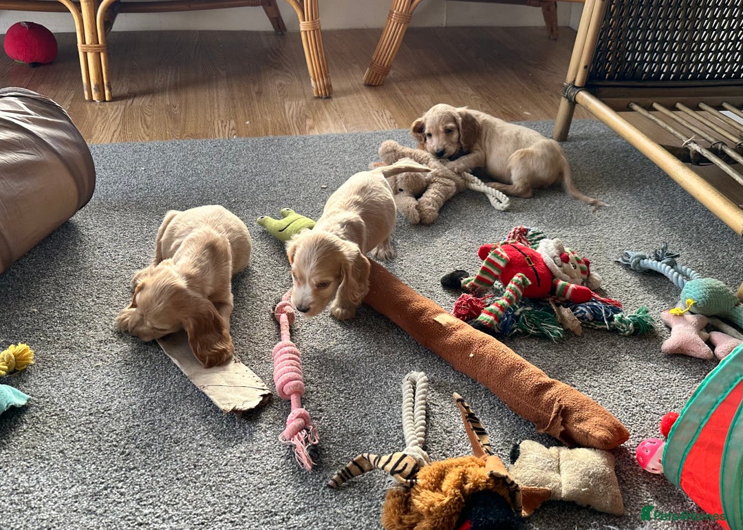 Cocker Spaniel dogs for sale: Beautiful gold cocker puppies - Image 15