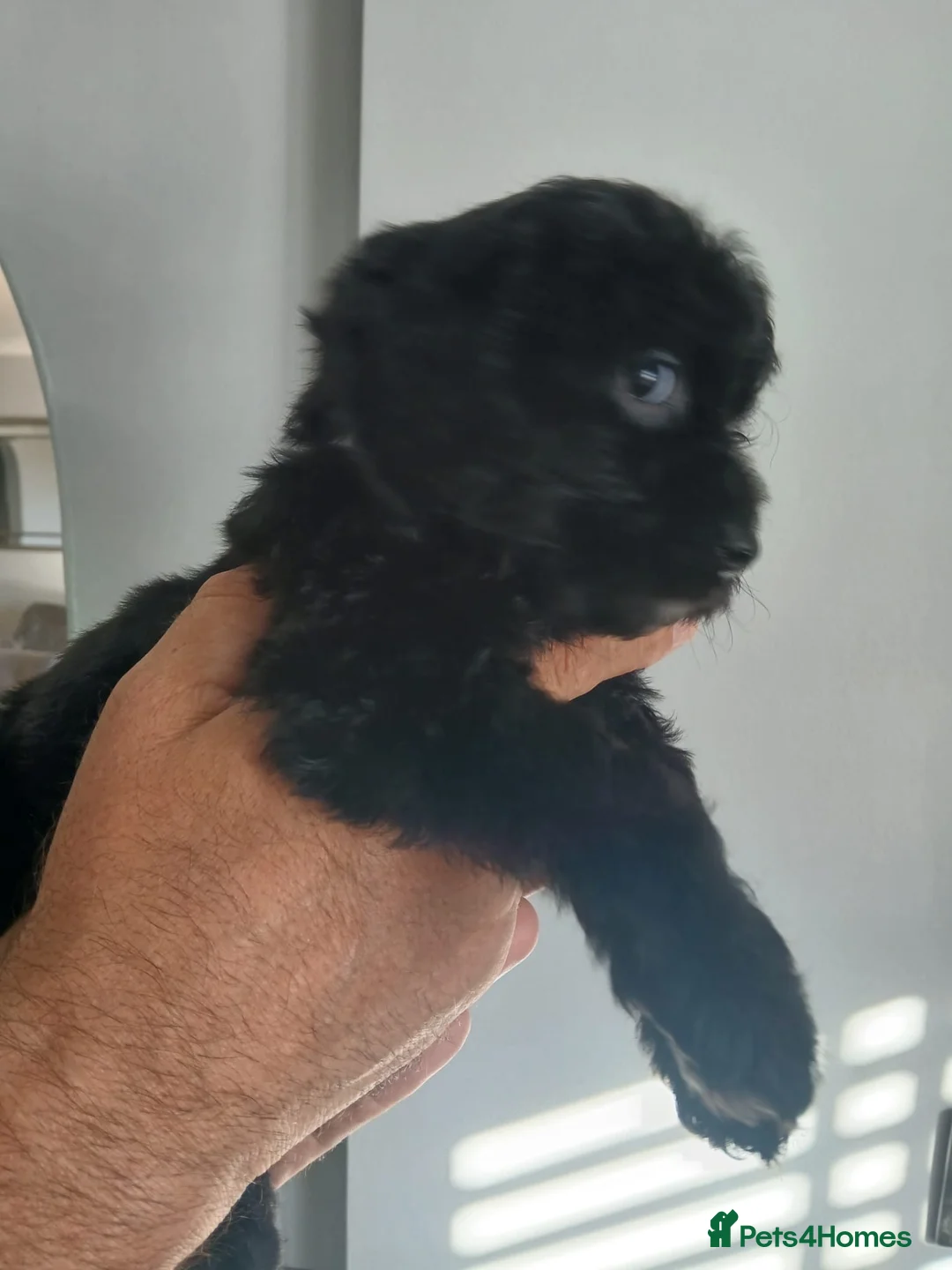 Cockapoo dogs for sale: Cockapoo in Folkestone - Advert 2