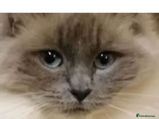 Ragdoll cats GCCF Registered Blue Point Ragdoll For Stud - Advert 1