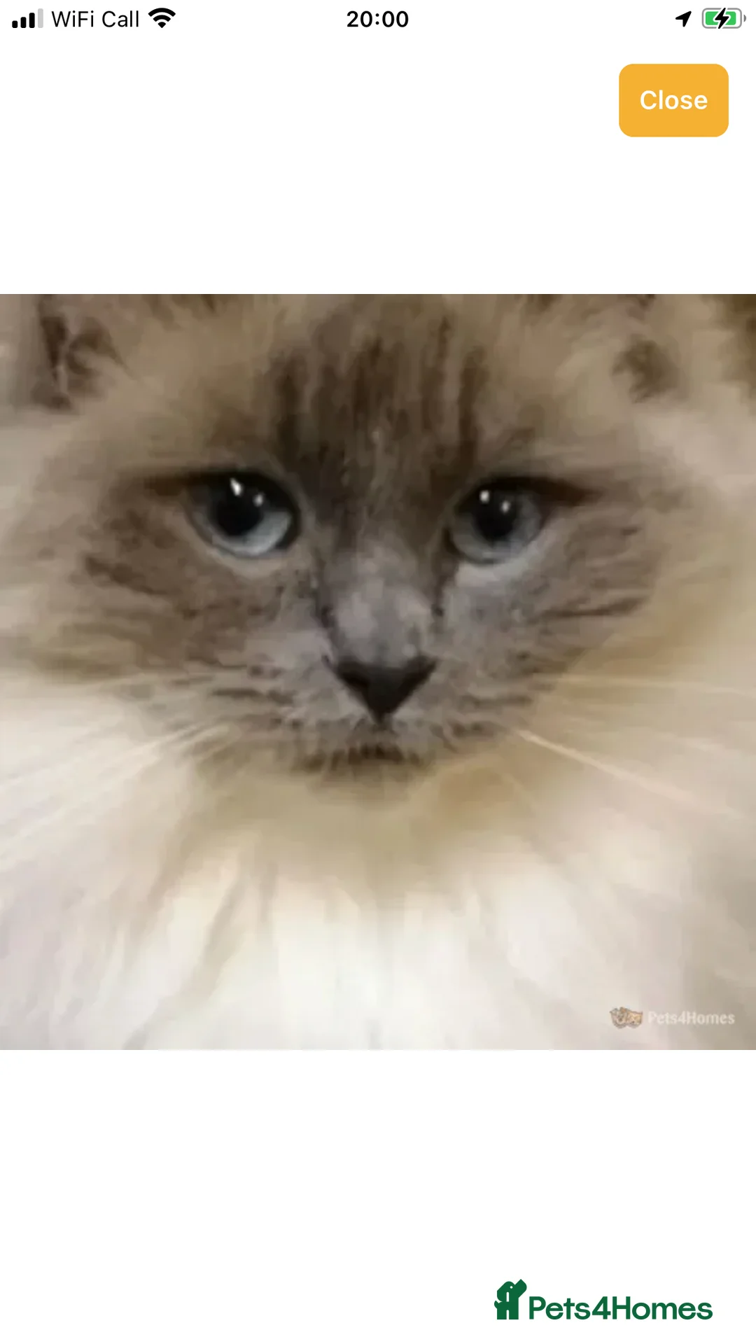 Ragdoll cats for stud: GCCF Registered Blue Point Ragdoll For Stud - Advert 1